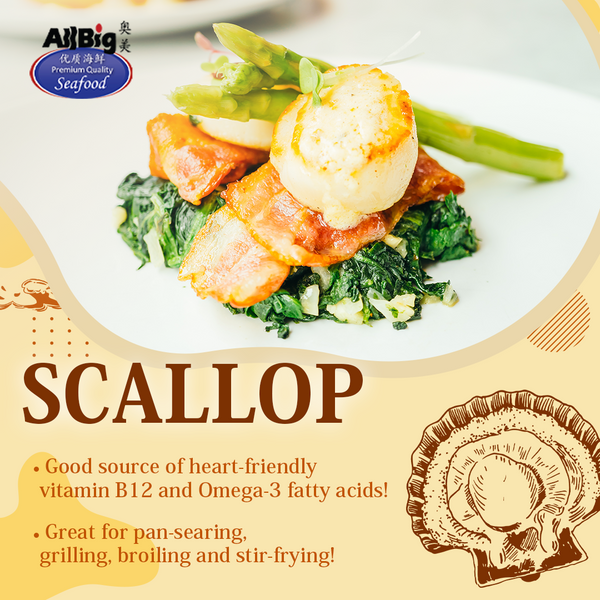 Premium Jumbo Canada Scallop (500G) - All Big Frozen Food Pte Ltd