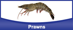 Prawns