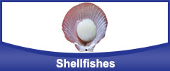 Shellfishes