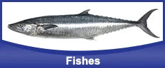 Fishes