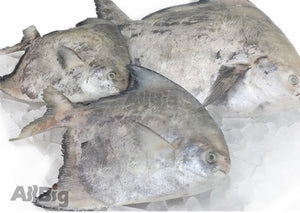 Chinese Pomfret Whole Cleaned - All Big Frozen Food Pte Ltd
