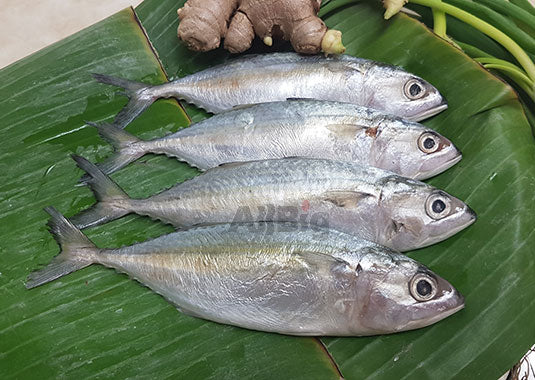 Indian Mackerel (Kembong Fish) Cleaned (500G) - All Big Frozen Food Pte Ltd
