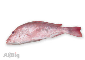 Red Snapper Whole Cleaned (500G-600G) - All Big Frozen Food Pte Ltd