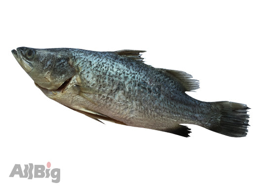 Seabass Whole Cleaned - All Big Frozen Food Pte Ltd